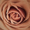 rosefm105
